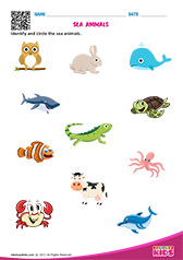 Sea Animals